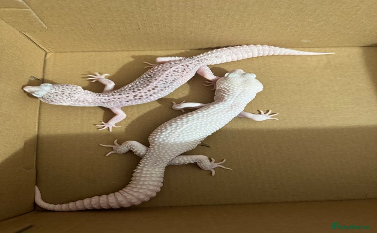 Leopard Gecko reptiles - Advert 1