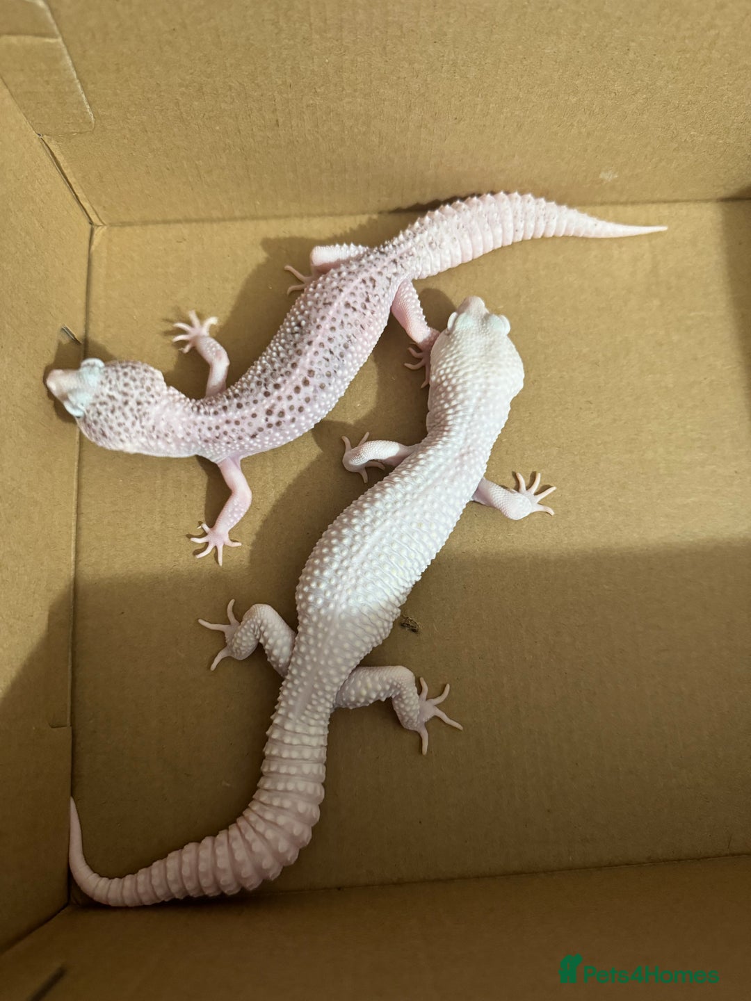 Leopard Gecko reptiles for sale: Breeding leopard gecko pair  - Image 1