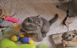 British Shorthair cats for sale: Pure british  shorthair  kittens  - Image 10