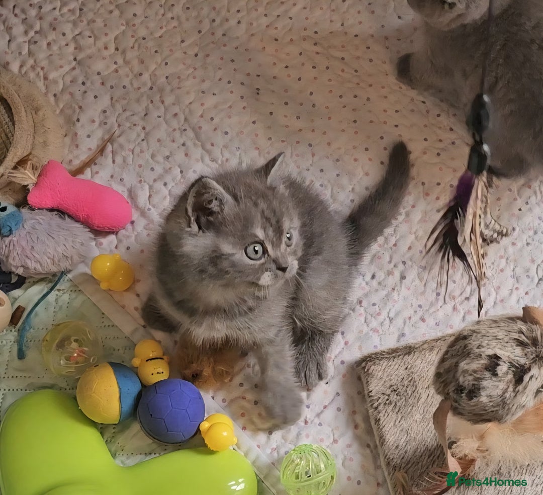 British Shorthair cats for sale: Pure british  shorthair  kittens  - Image 10