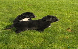 Mixed Breed dogs for sale: Stunning Golden Mountain pup's  - Advert 16