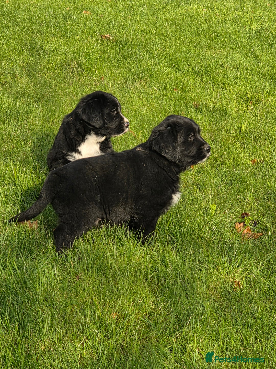 Mixed Breed dogs for sale: Stunning Golden Mountain pup's  - Advert 16