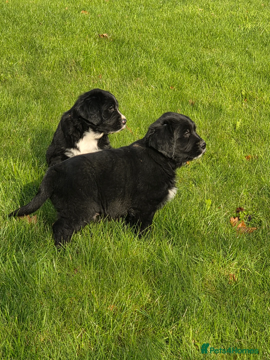 Mixed Breed dogs for sale: Stunning Golden Mountain pup's  - Advert 16