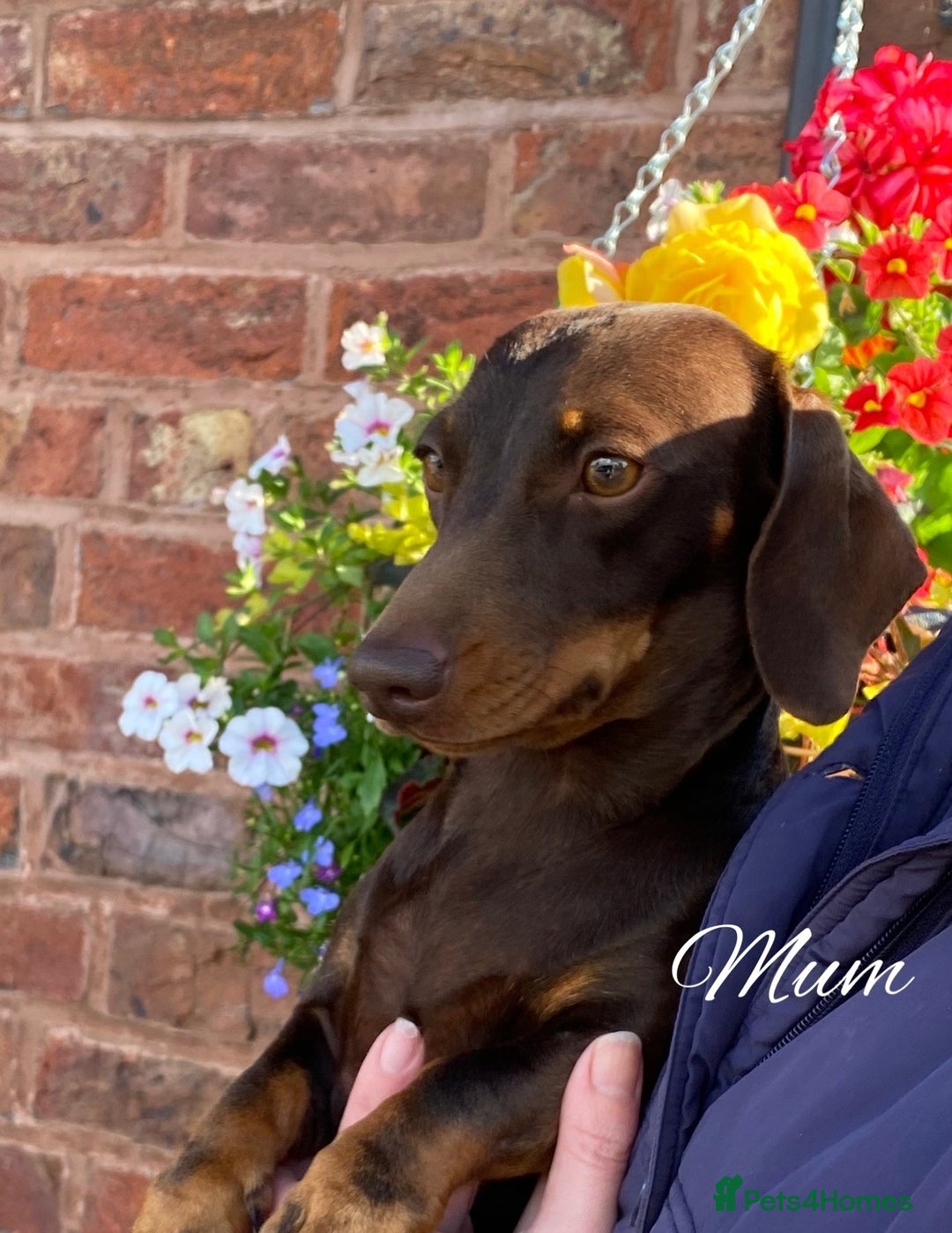 Miniature Dachshund dogs for sale: Stunning Smooth coat mini dashy girl available - Advert 10