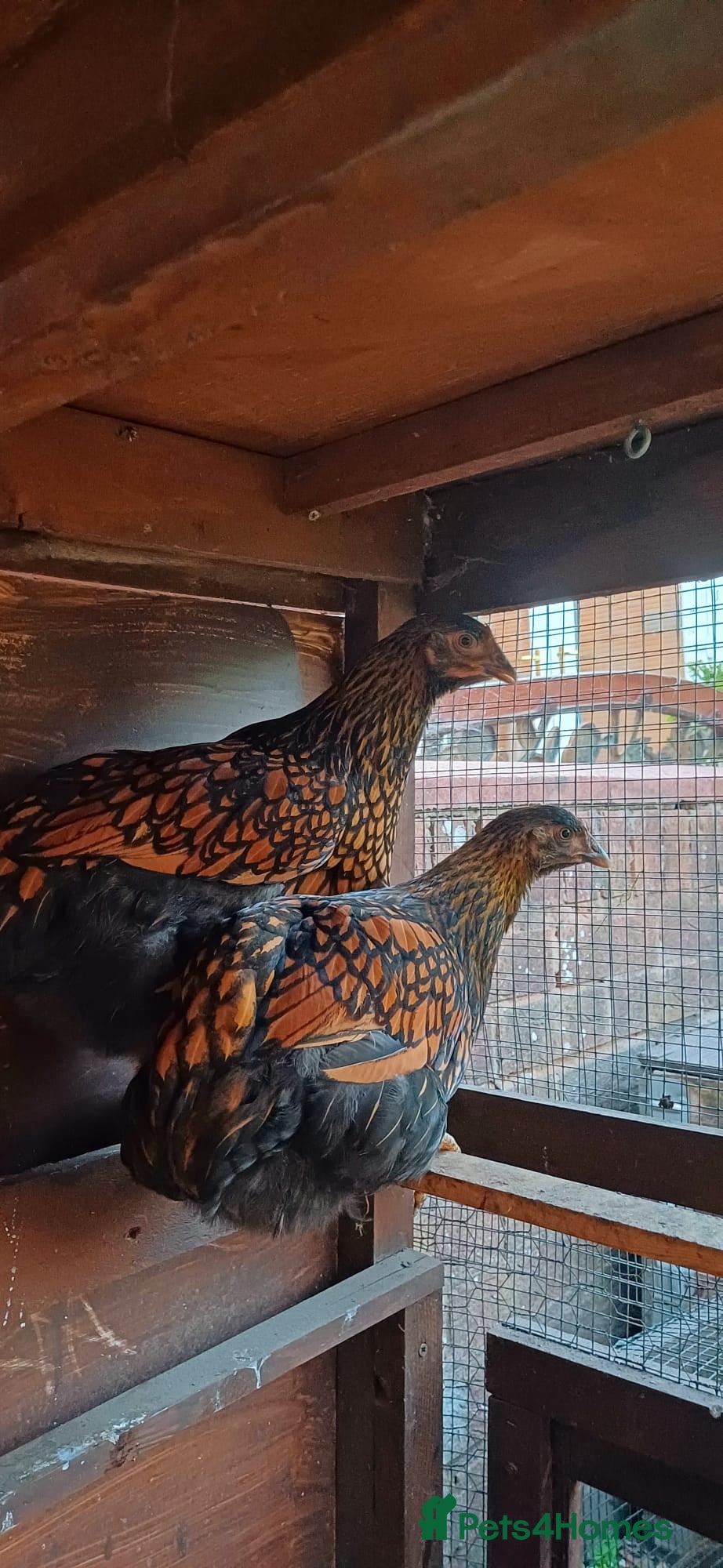 Chickens poultry Gold laced wyandotte hens - Advert 1