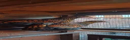 Chickens poultry for sale: Gold laced wyandotte hens - Advert 1