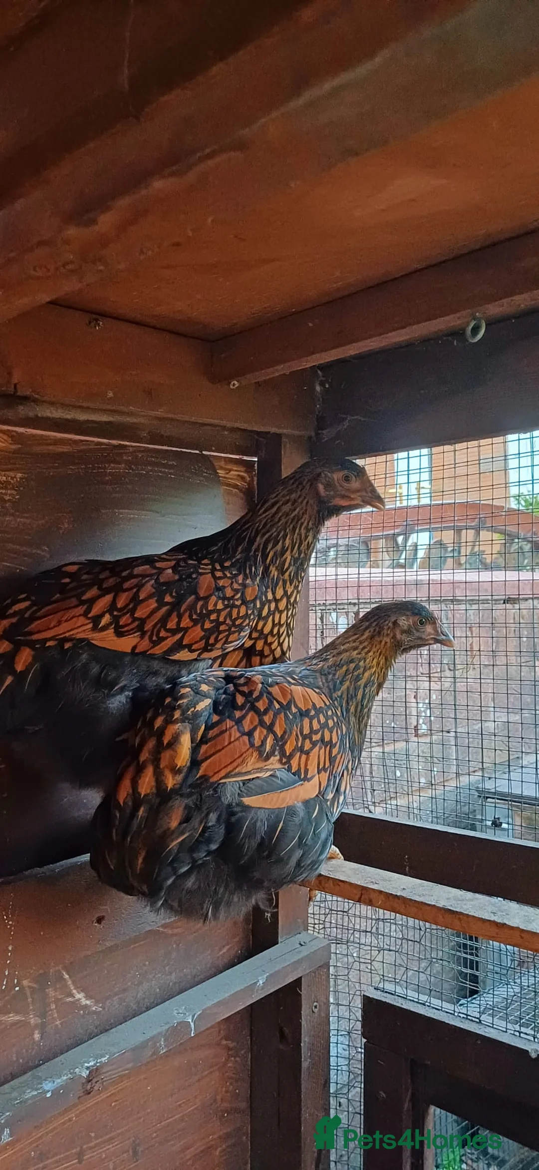 Chickens poultry for sale: Gold laced wyandotte hens - Advert 1