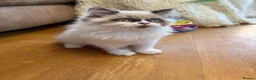 Selkirk Rex cats for sale: Two kittens left  - Advert 19