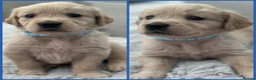 Golden Retriever dogs for sale: *Beautiful Golden retriever puppies* - Advert 2