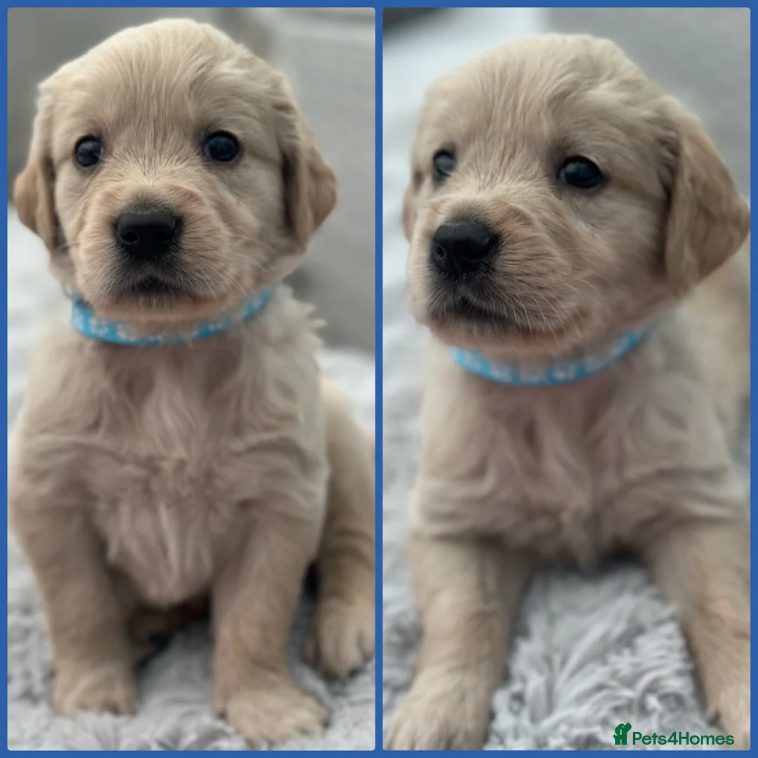 Golden Retriever dogs for sale: *Beautiful Golden retriever puppies* - Advert 2