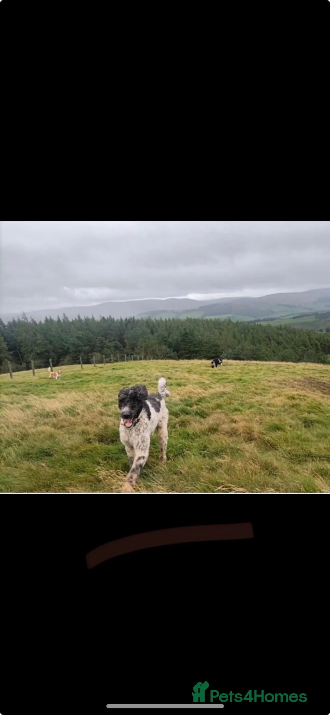 Bordoodle dogs for sale: Gorgeous Collie cross Poodle - Advert 12