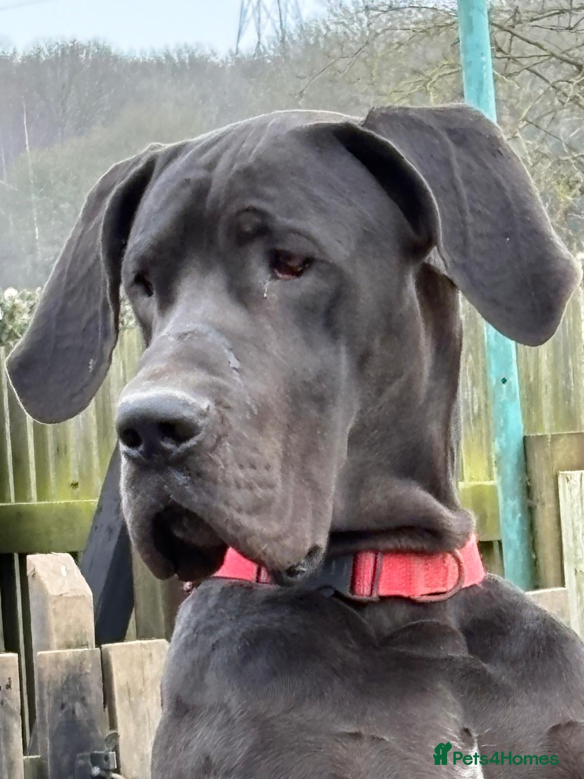 Great Dane dogs Top Quality Great Dane Stud Available  in Sittingbourne - Advert 1