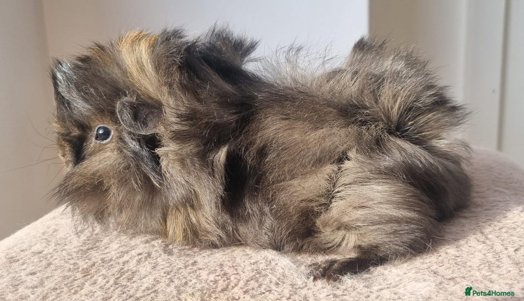 Guinea Pig rodents for sale: beautiful pair of friendly boys - Advert 2