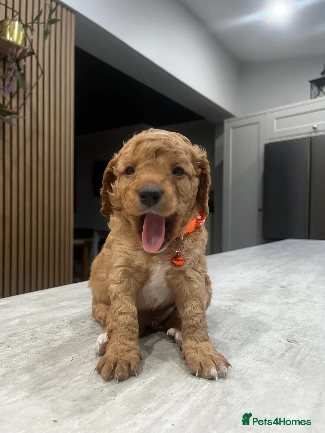 Cockapoo dogs for sale: Cockapoo puppies - Advert 23