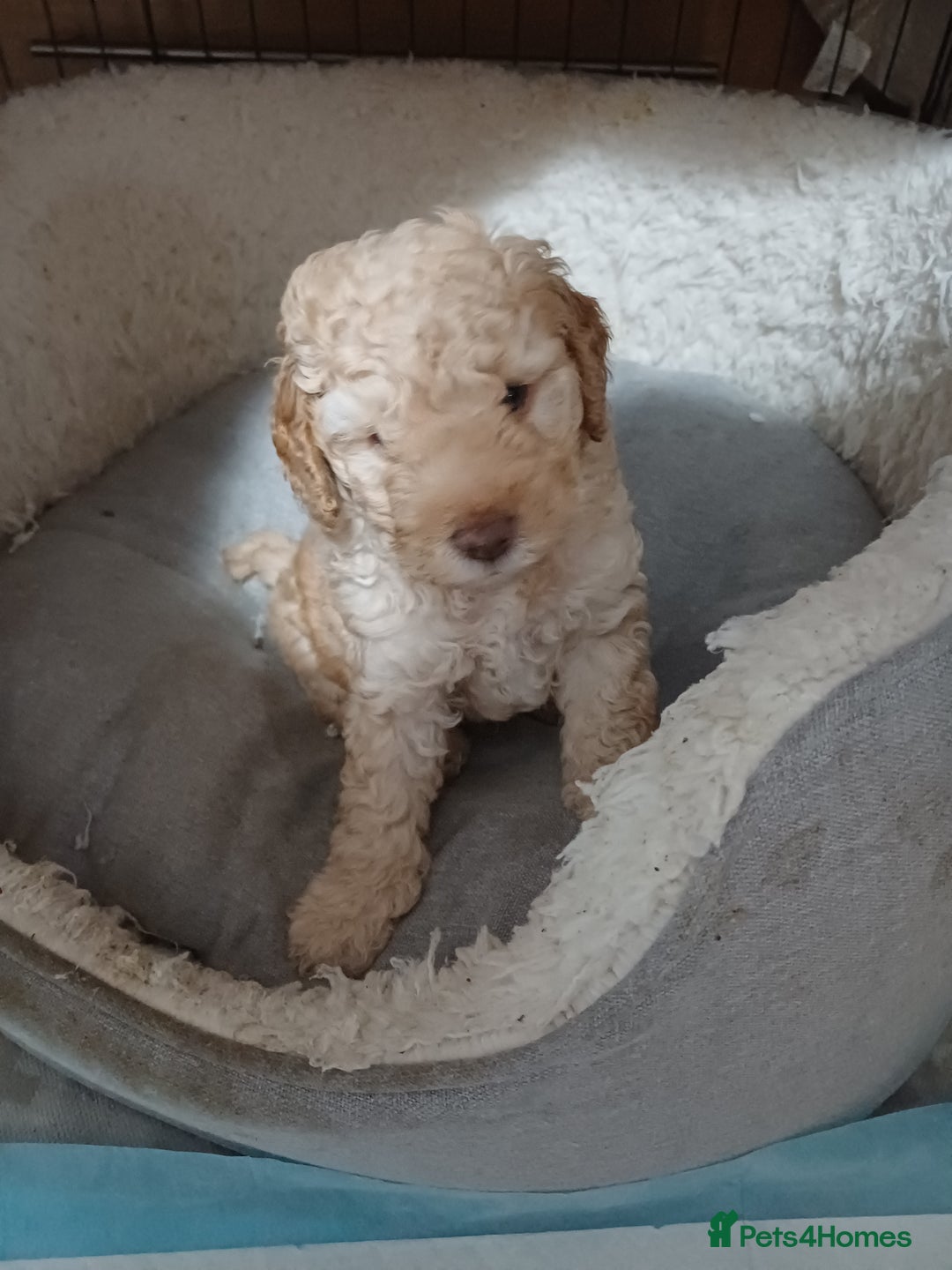 Cockapoo dogs for sale: 3 beautiful puppies for sale £1200 - Advert 9
