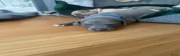 Mixed Breed dogs for sale: Whippet crossed Italian greyhound  - Advert 5