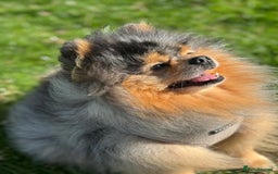Pomeranian dogs for sale: Tiny Russian-Line Black & Tan Girls – Ready Now - Image 13
