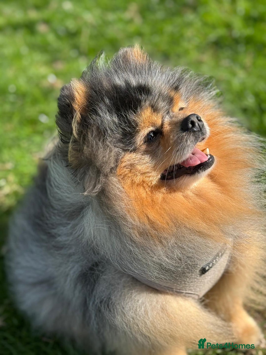 Pomeranian dogs for sale: Tiny Russian-Line Black & Tan Girls – Ready Now - Image 13