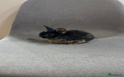 Mini Lop rabbits for sale: Adorable mini lop baby rabbits - Image 5