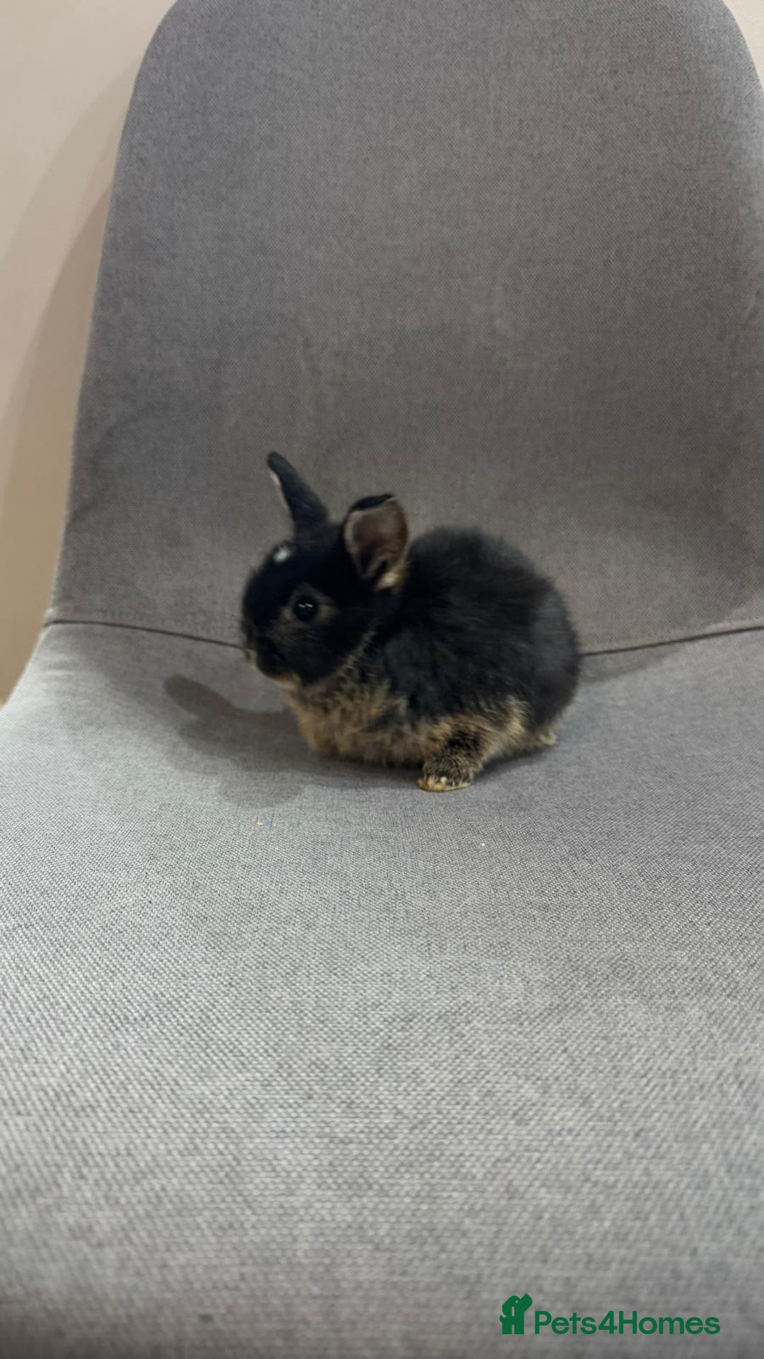 Mini Lop rabbits for sale: Adorable mini lop baby rabbits - Image 5