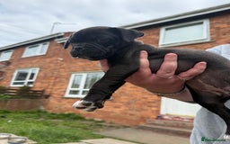 Mixed Breed dogs for sale: Pug x staffy pups REDUCED - Image 13