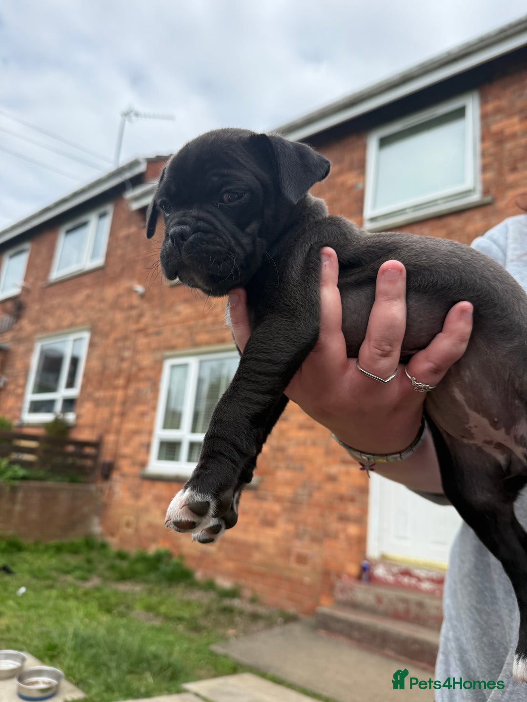 Mixed Breed dogs for sale: Pug x staffy pups REDUCED - Image 13