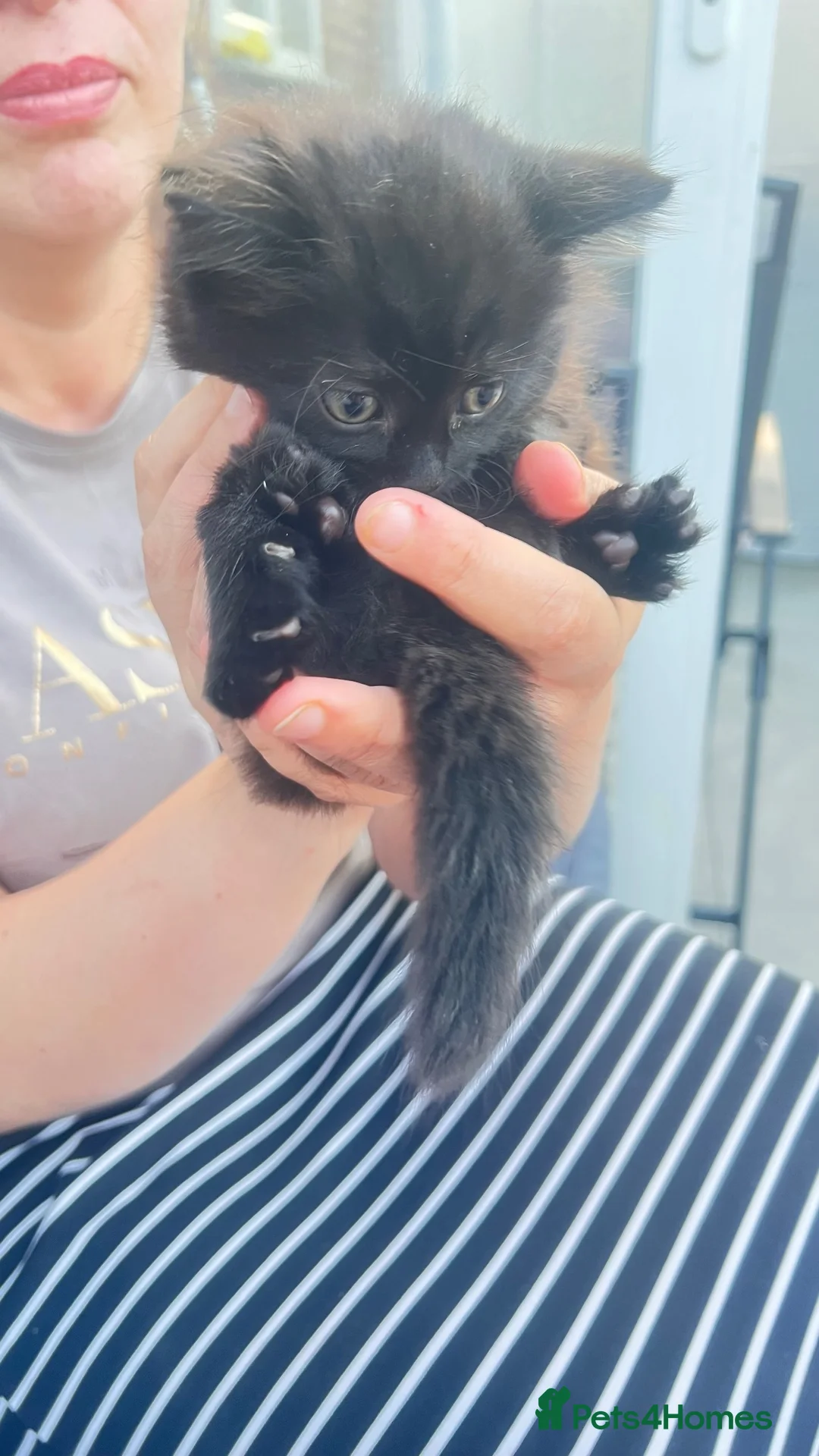 British Longhair cats for sale: Small very fluffy kitten in London ready now - Advert 2