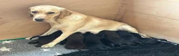 Labrador Retriever dogs for sale: Royal Kennel club registered puppies - Advert 3