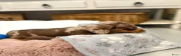 Miniature Dachshund dogs for sale: Beautiful Miniature Dachshund Puppies in Bath - Advert 6