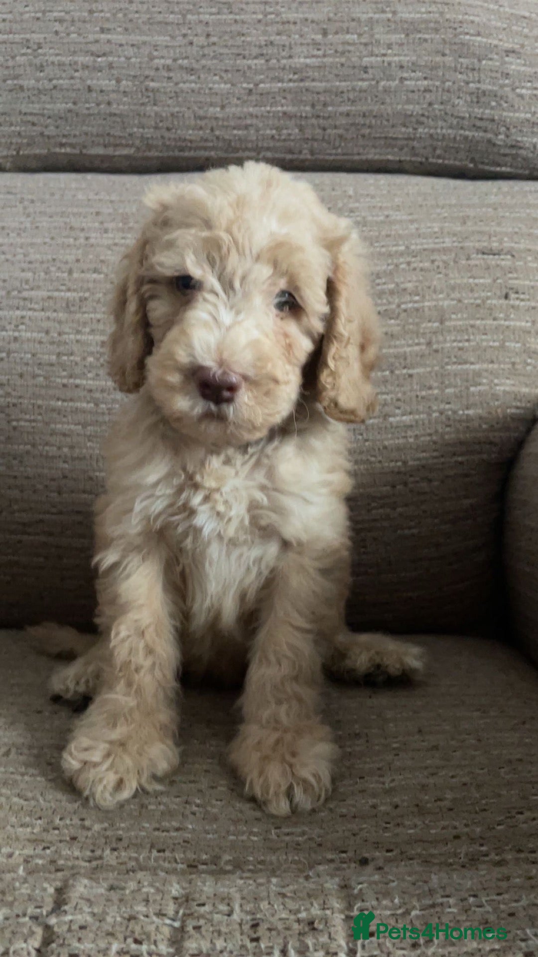 Labradoodle dogs READY NOW Multigen labradoodle puppies - Advert 13
