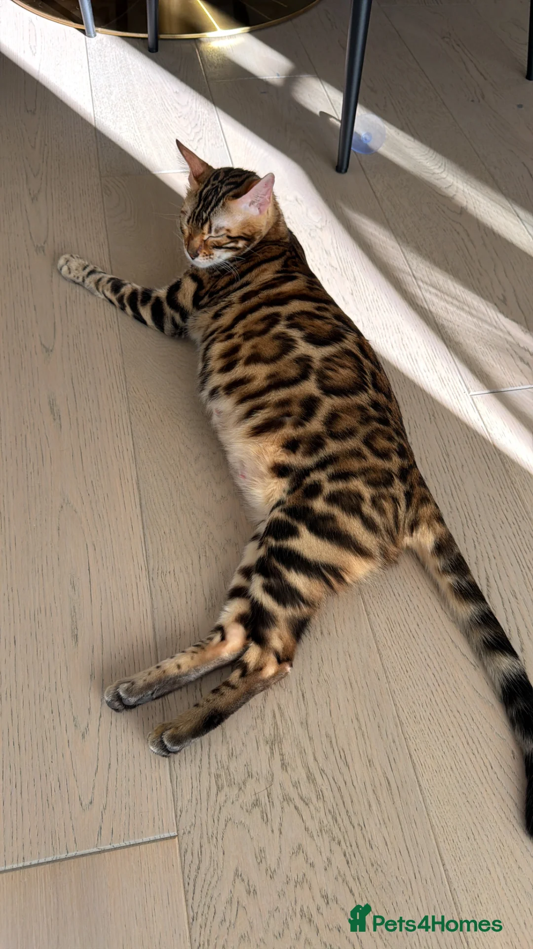Bengal cats for sale: For Sale: 4 Bengal Kittens & 1 Female – Beautiful  - Advert 1