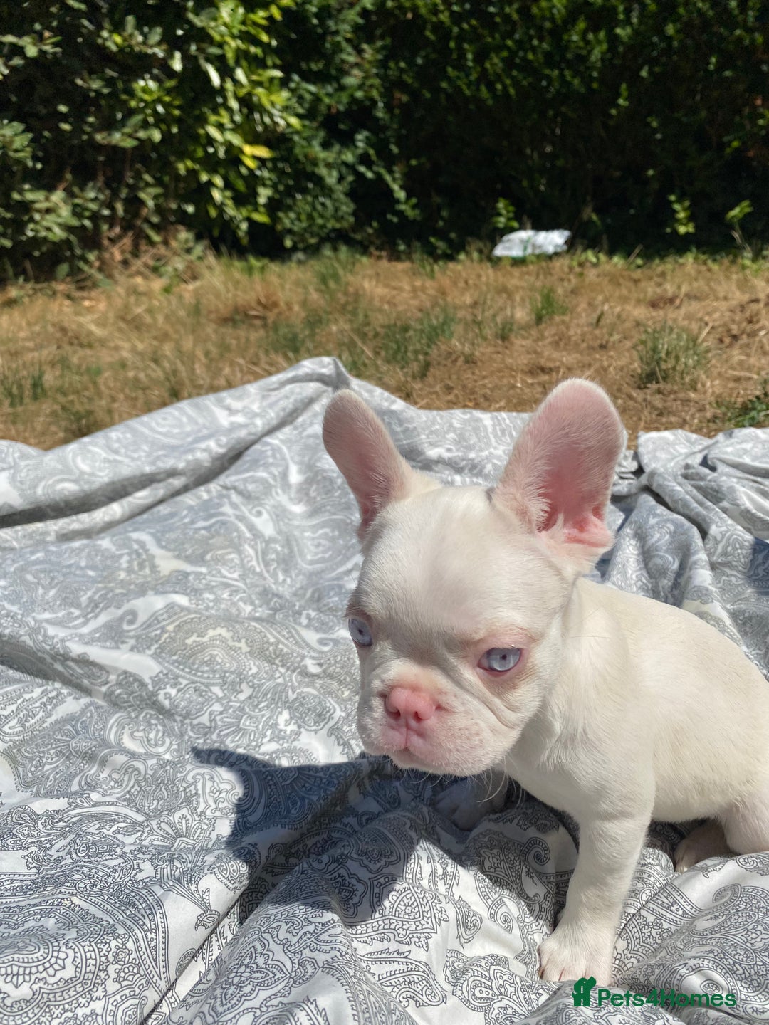French Bulldog dogs for sale: French bulldog puppies - 3 boys 1 girl (pink husky - Image 15