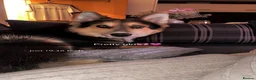 Shepsky dogs for sale: German Shepard X husky in Liverpool - Advert 7