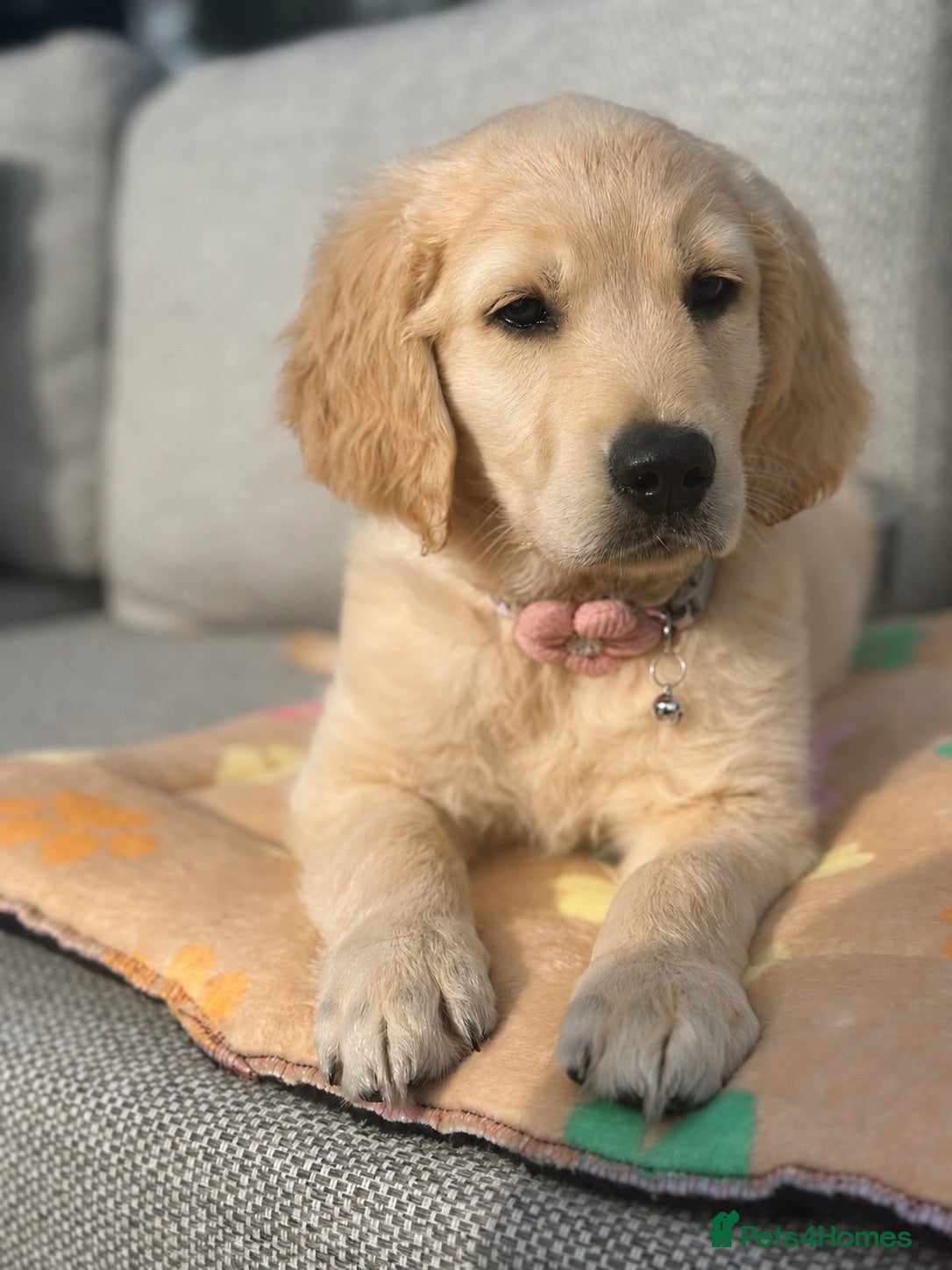 Golden Retriever dogs Golden Retriever Puppies READY NOW - Advert 1