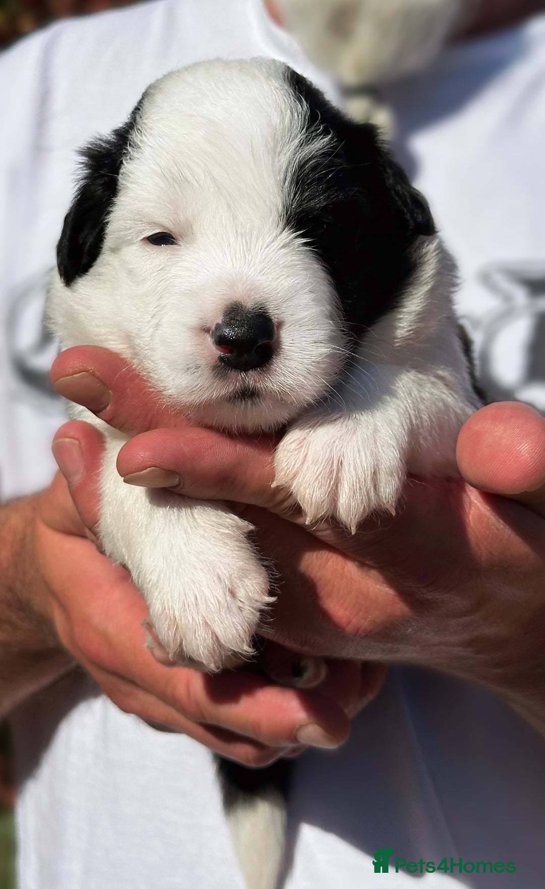 Border Collie dogs for sale: Champion line puppies  - Image 2
