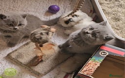 British Shorthair cats for sale: Pure british  shorthair  kittens  - Image 4