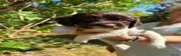 English Springer Spaniel dogs for sale: English Springer Spaniel, KC registered puppies - Advert 21