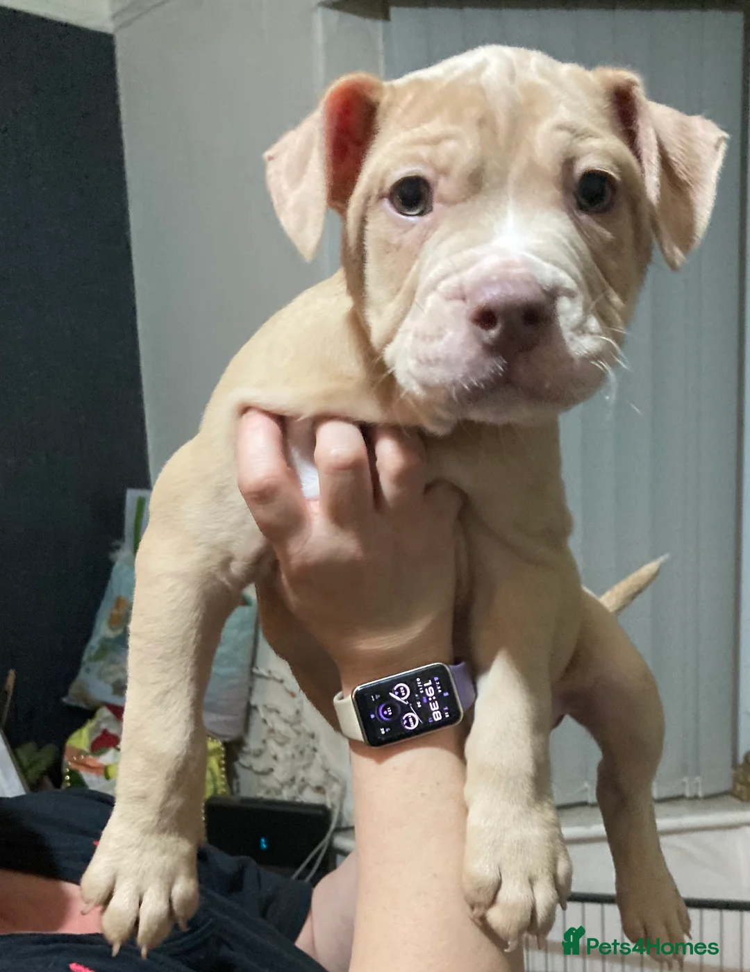 Mixed Breed dogs for sale: OLD ENGLISH BULLDOG X - Advert 2