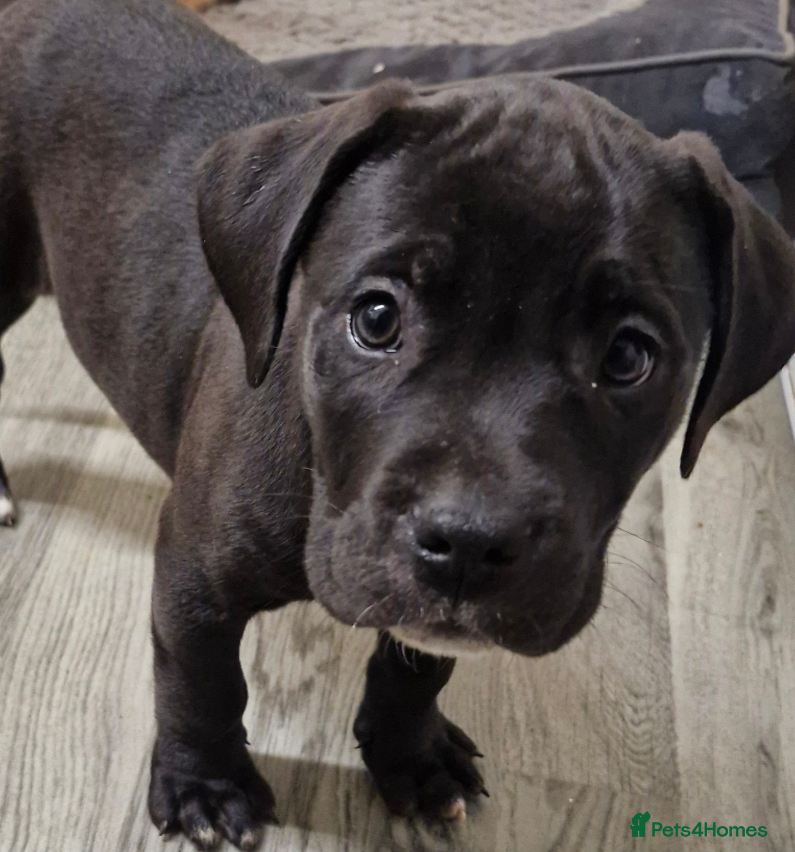 Cane Corso dogs 2 beautiful male cane corso pups  in Grimsby - Advert 4