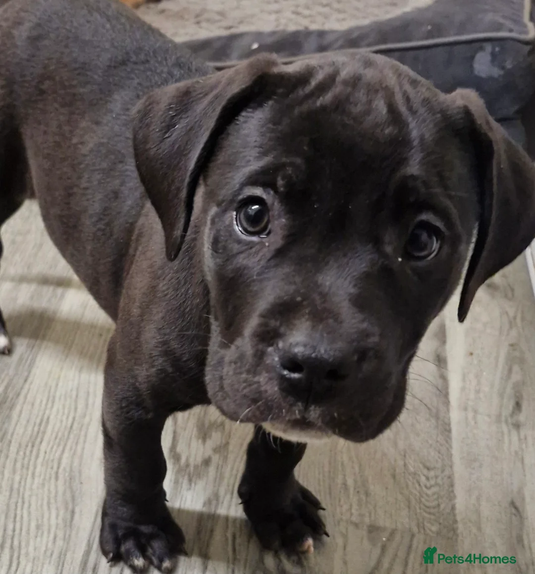 Cane Corso dogs for sale: 2 beautiful male cane corso pups  - Advert 1