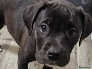 Cane Corso dogs 2 beautiful male cane corso pups in Grimsby - Advert 1