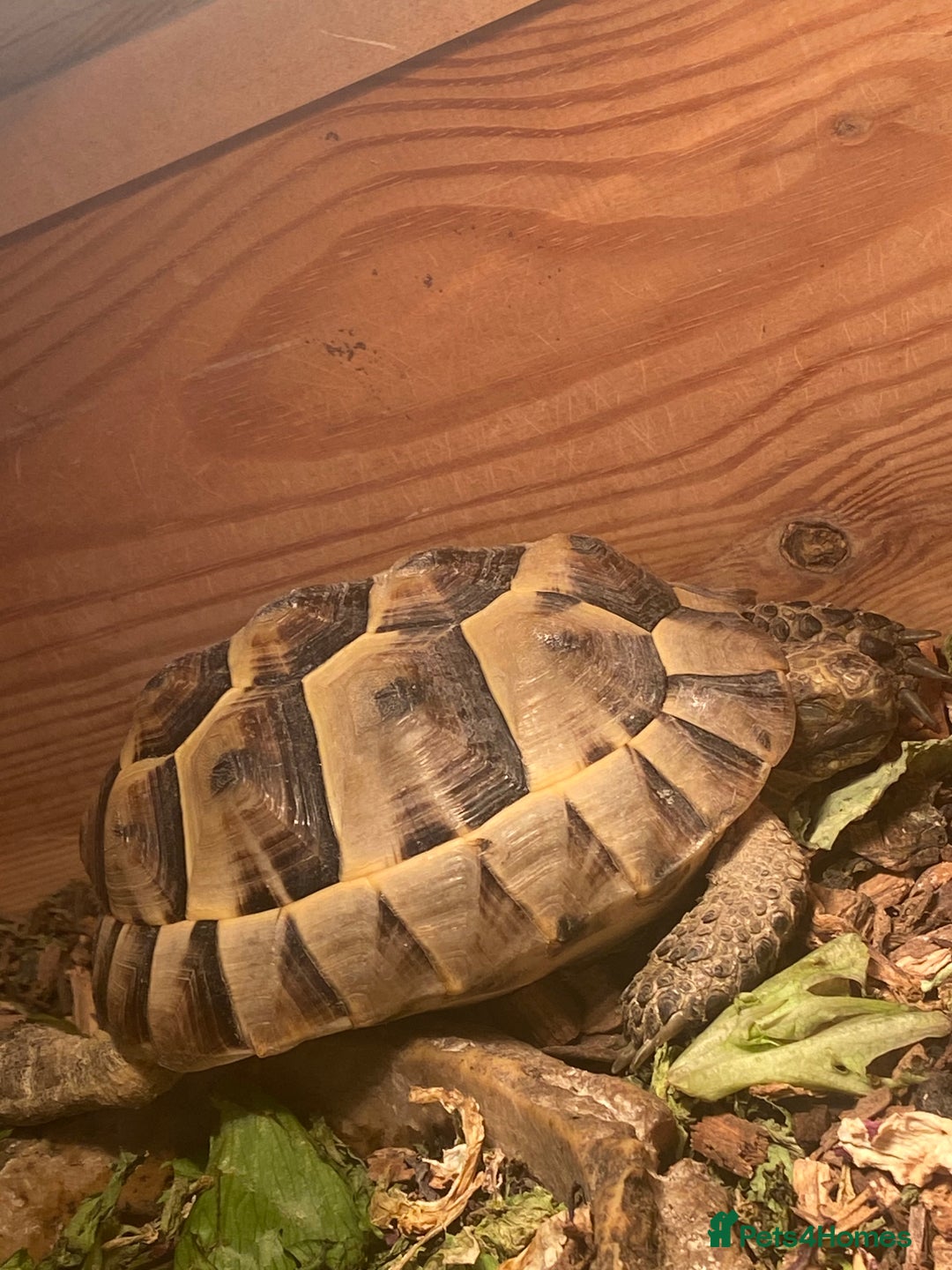 Tortoise reptiles for sale: Dave the Mediterranean spur thighed  - Advert 9