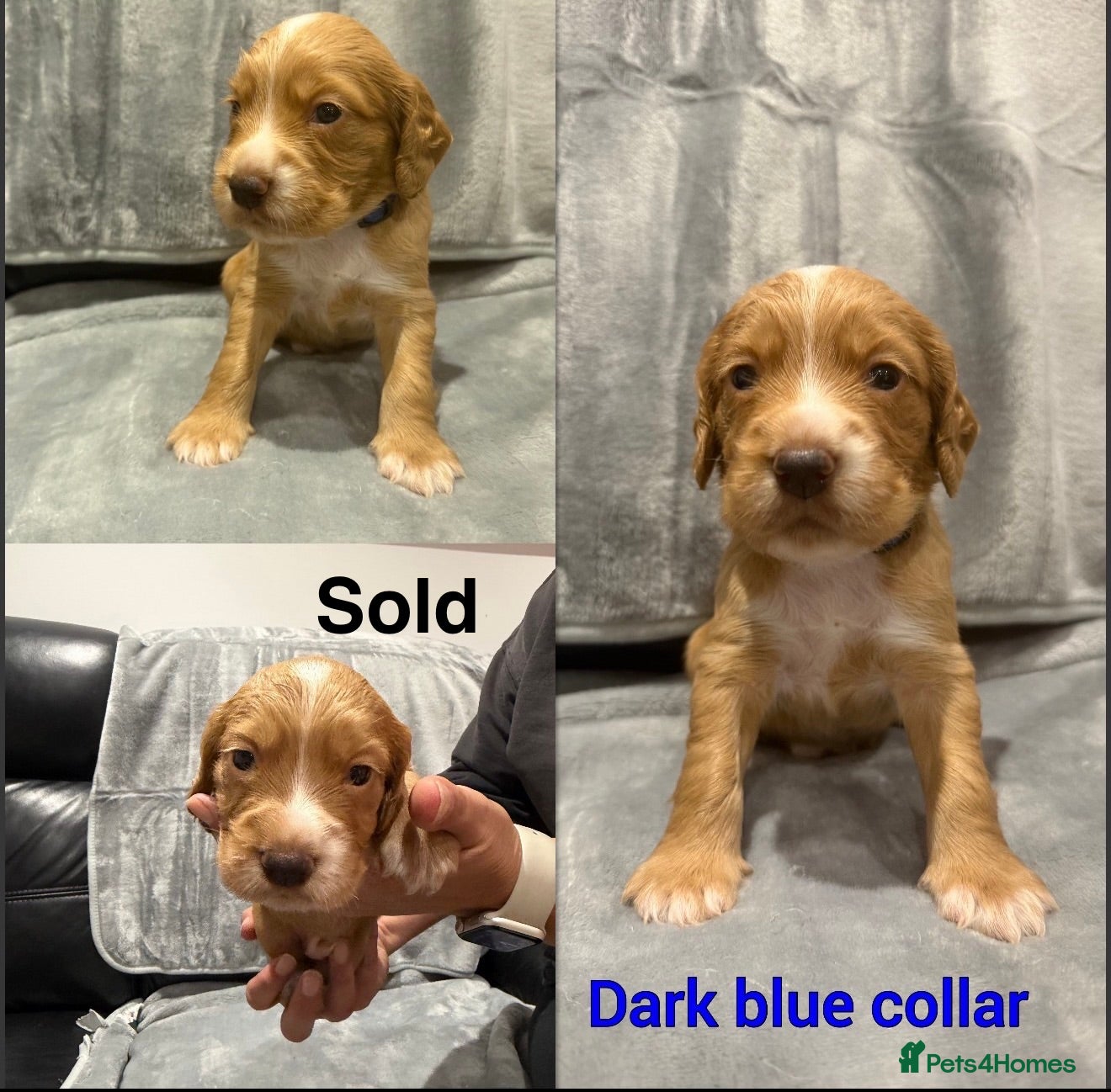 Cocker Spaniel dogs 6 stunning working cocker spaniels  - Advert 2