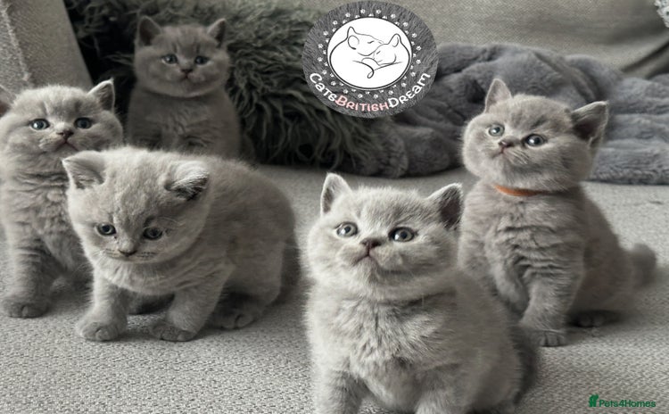 British Shorthair cats - Advert 3