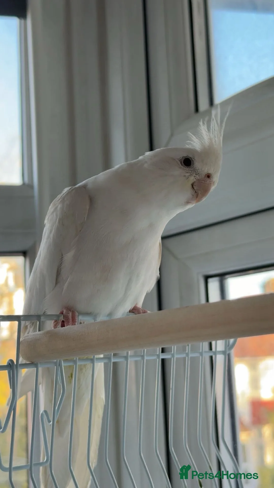 Cockatiels birds for sale: Albino Cockatiel For Sale - Advert 2