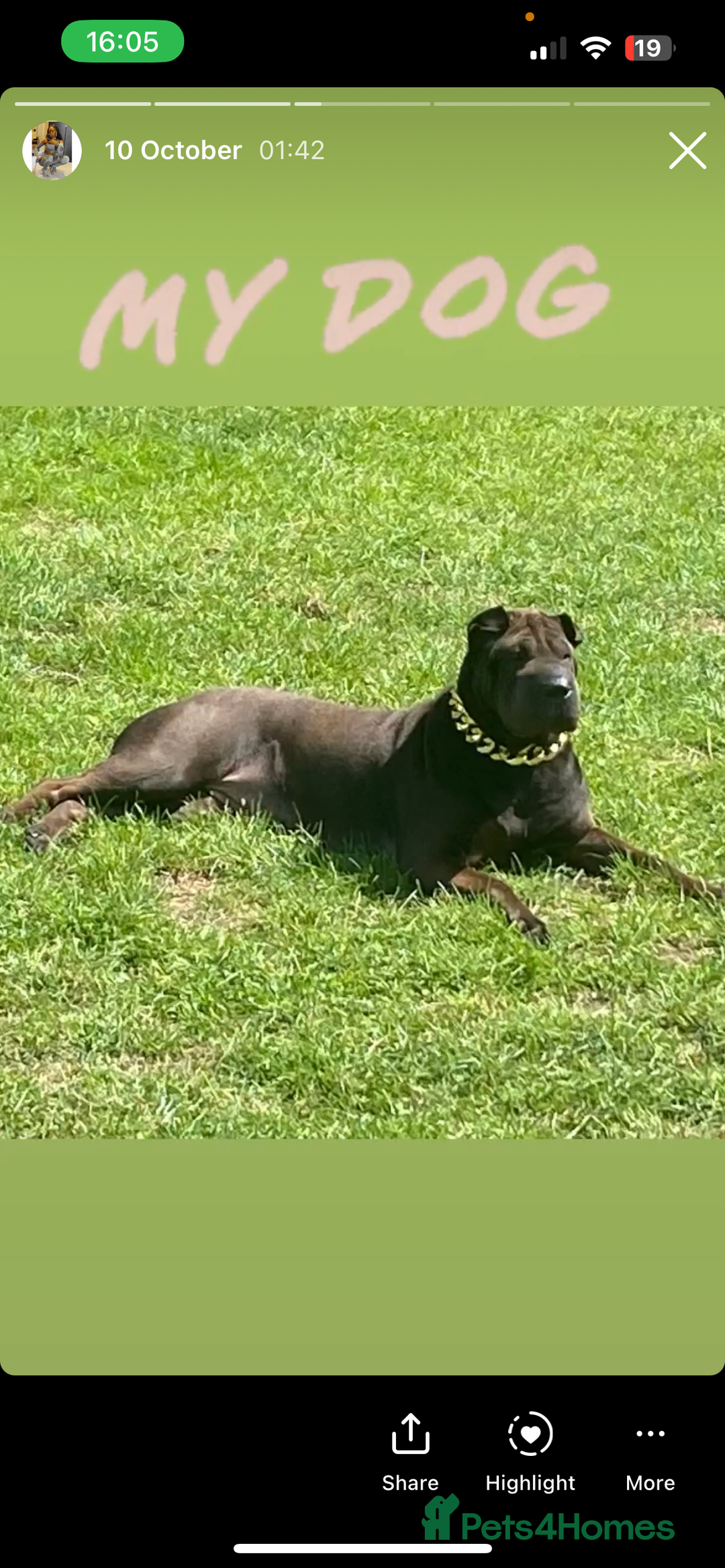 Mixed Breed dogs for sale: FULL SHAR-PEI/MASTIFF x STAFF = PUPPIES  - Advert 1