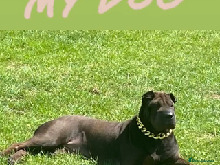 Mixed Breed dogs FULL SHAR-PEI/MASTIFF x STAFF = PUPPIES - Advert 1