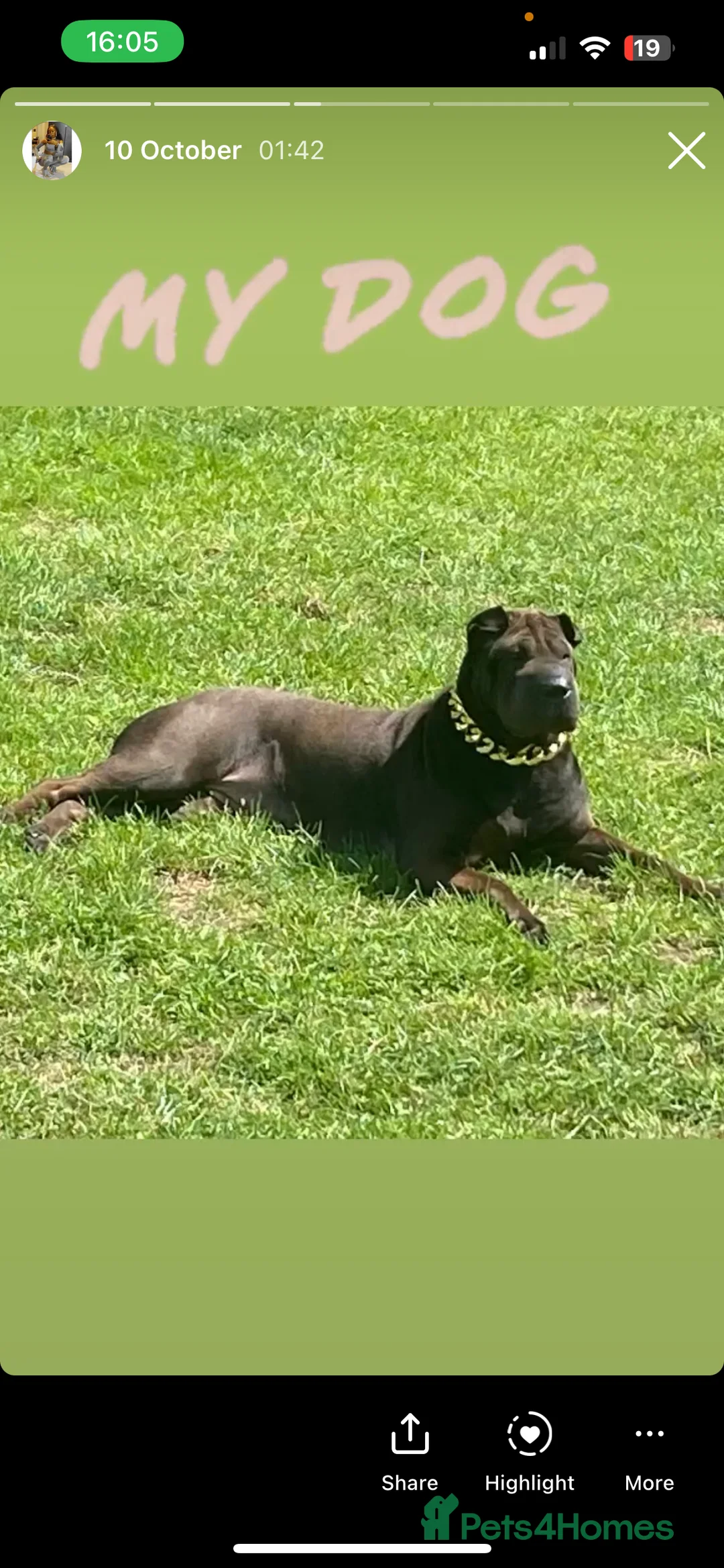 Mixed Breed dogs for sale: PUPPIES READY FOR NEW HOMES - 8 WEEKS+ OLD  - Advert 1