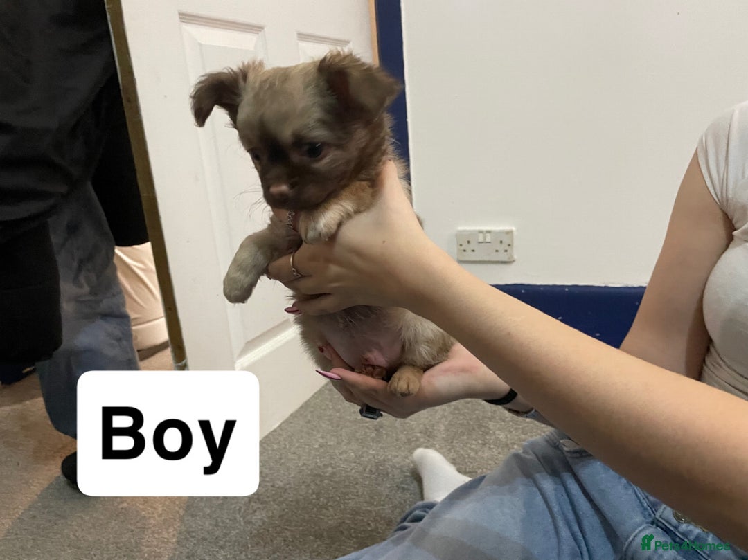 Chihuahua dogs for sale: Ready to leave now 3 beautiful chihuahua puppies - Advert 4
