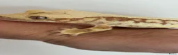 Gecko reptiles for sale: Lily white male crested gecko - Advert 6
